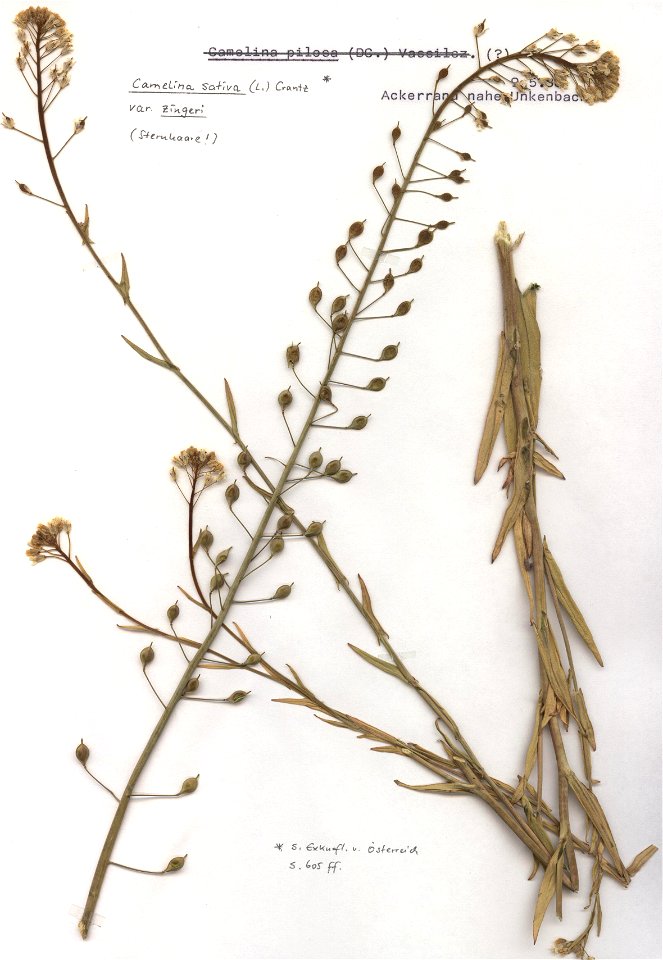 Camelina sativa, eigener Herbarbeleg von 1988, Unterfranken