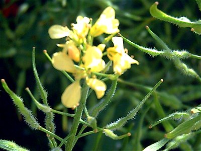 Sinapis alba flowers and silicua, Dehesa Boyal de Puertollano, Spain photo