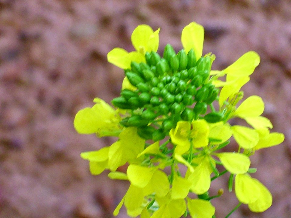 Sinapis alba inflorescence close up, Dehesa Boyal de Puertollano, Spain