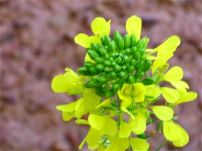 Sinapis alba inflorescence close up, Dehesa Boyal de Puertollano, Spain