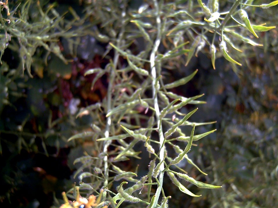 Sinapis alba silicuas, Dehesa Boyal de Puertollano, Spain