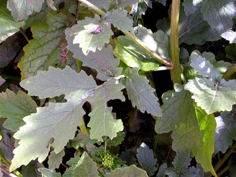 Sinapis alba stem and leaves, Dehesa Boyal de Puertollano, Spain
