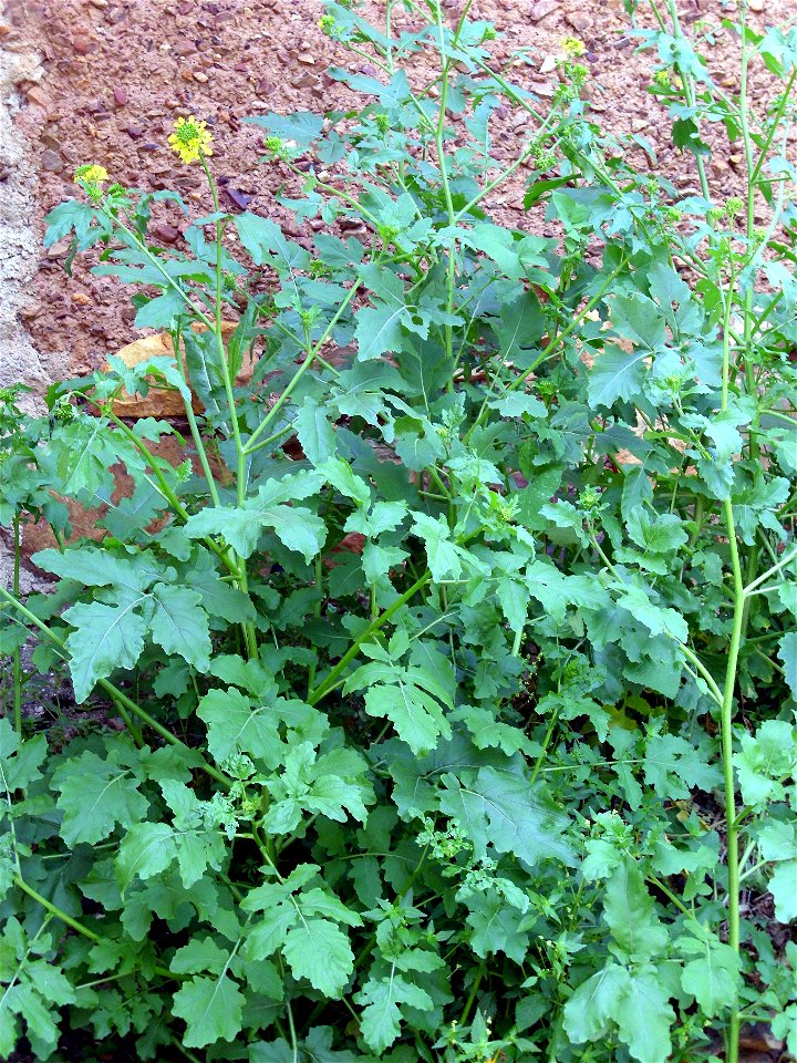 Sinapis alba habit, Dehesa Boyal de Puertollano, Spain
