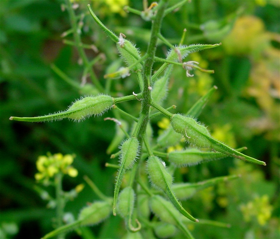 Fruits of Sinapis alba