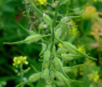 Fruits of Sinapis alba photo