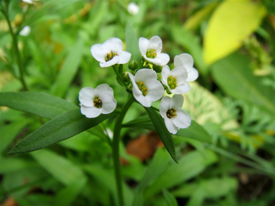 Strand-Silberkraut (Lobularia maritima) im Bürgerpark Saarbrücken