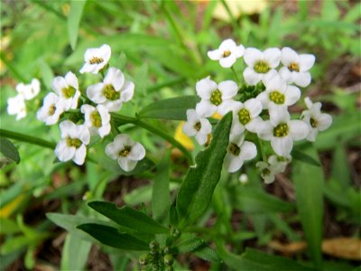 Strand-Silberkraut (Lobularia maritima) im Bürgerpark Saarbrücken