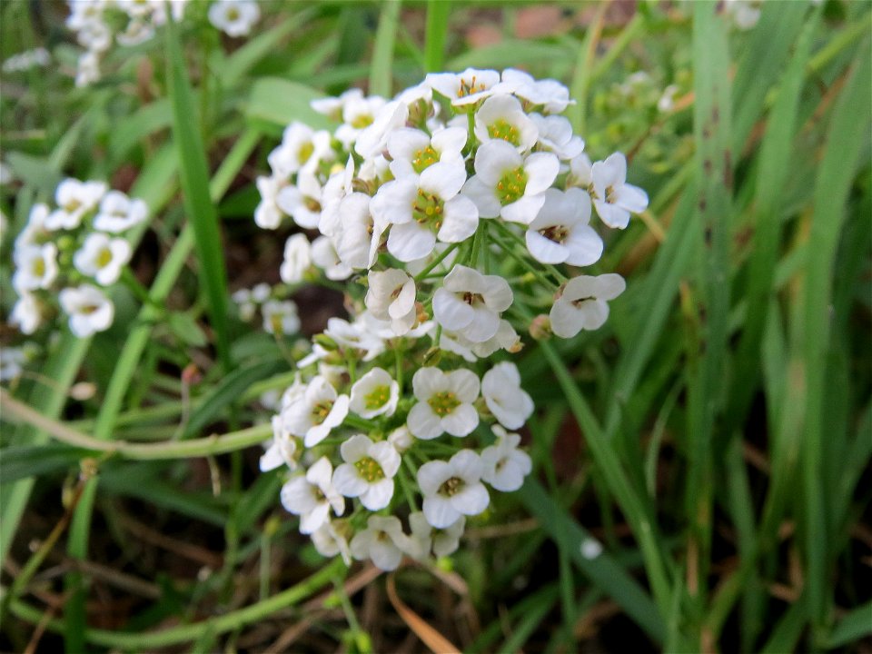 Strand-Silberkraut (Lobularia maritima) bei Hockenheim
