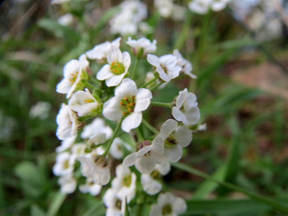 Strand-Silberkraut (Lobularia maritima) bei Hockenheim