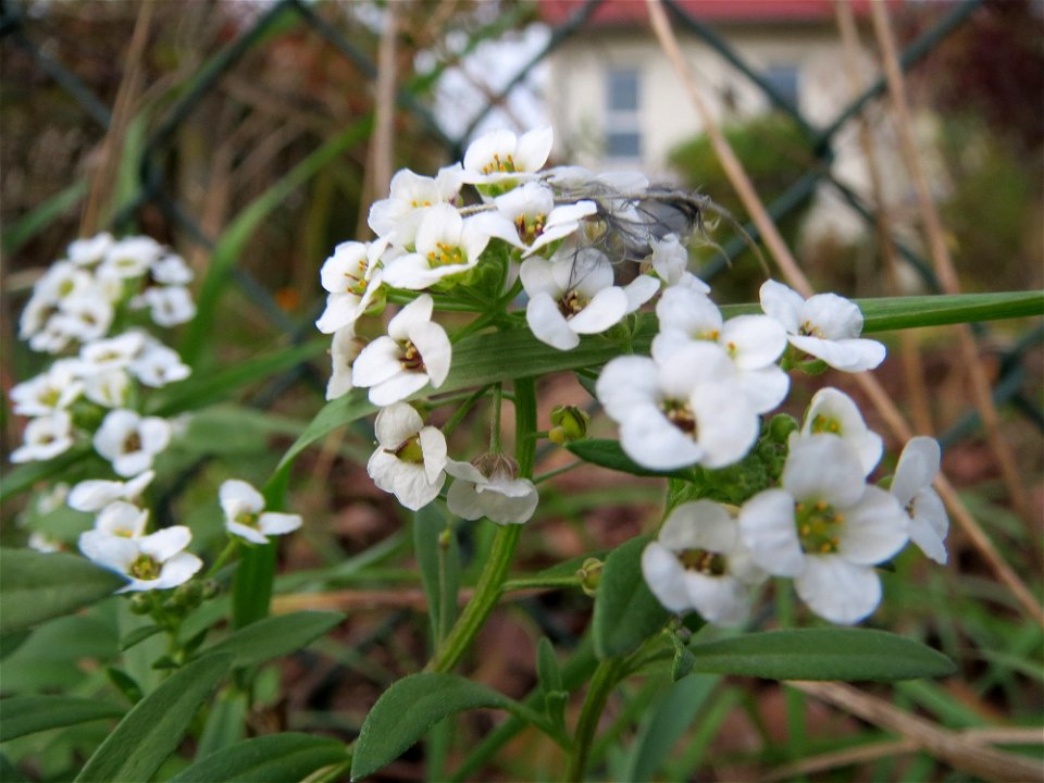 Strand-Silberkraut (Lobularia maritima) bei Hockenheim