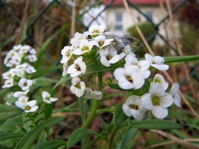 Strand-Silberkraut (Lobularia maritima) bei Hockenheim