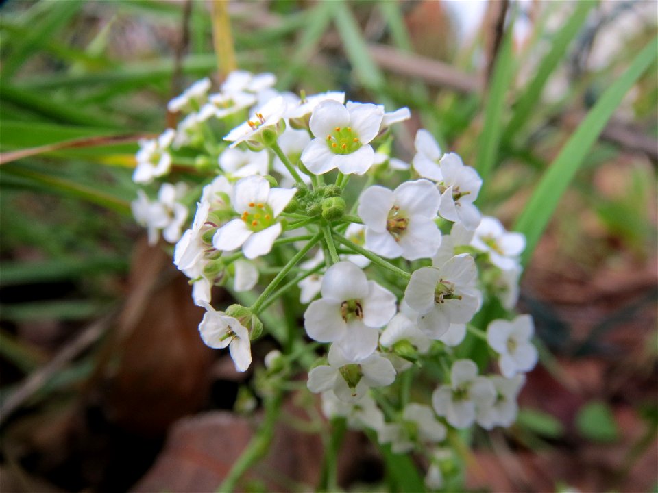 Strand-Silberkraut (Lobularia maritima) bei Hockenheim