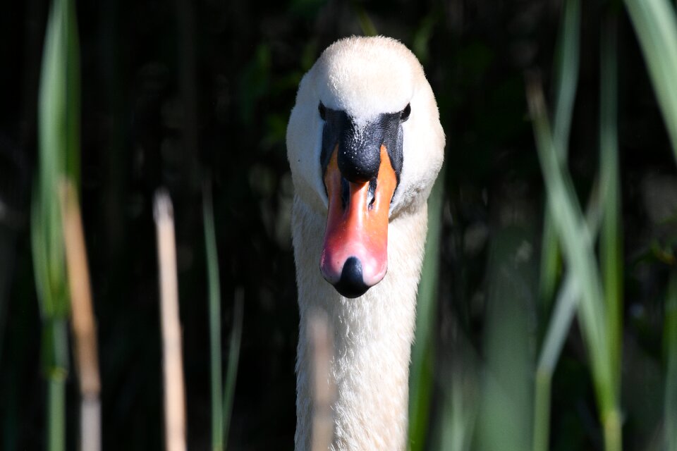Bird nature animal world