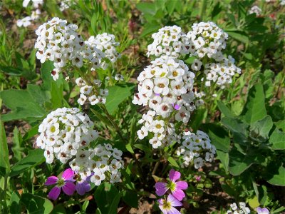 Strand-Silberkraut (Lobularia maritima) bei Reilingen