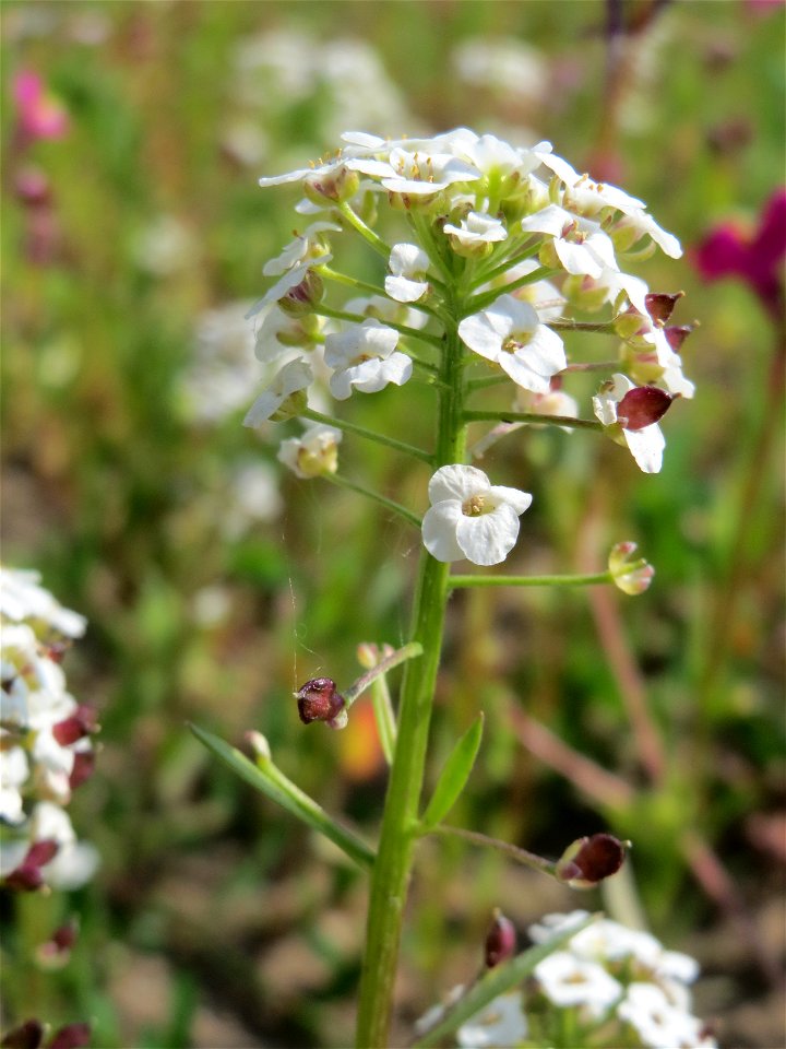 Strand-Silberkraut (Lobularia maritima) bei Reilingen