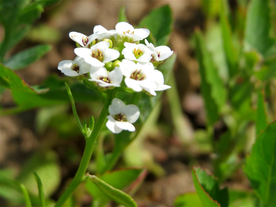 Strand-Silberkraut (Lobularia maritima) bei Reilingen