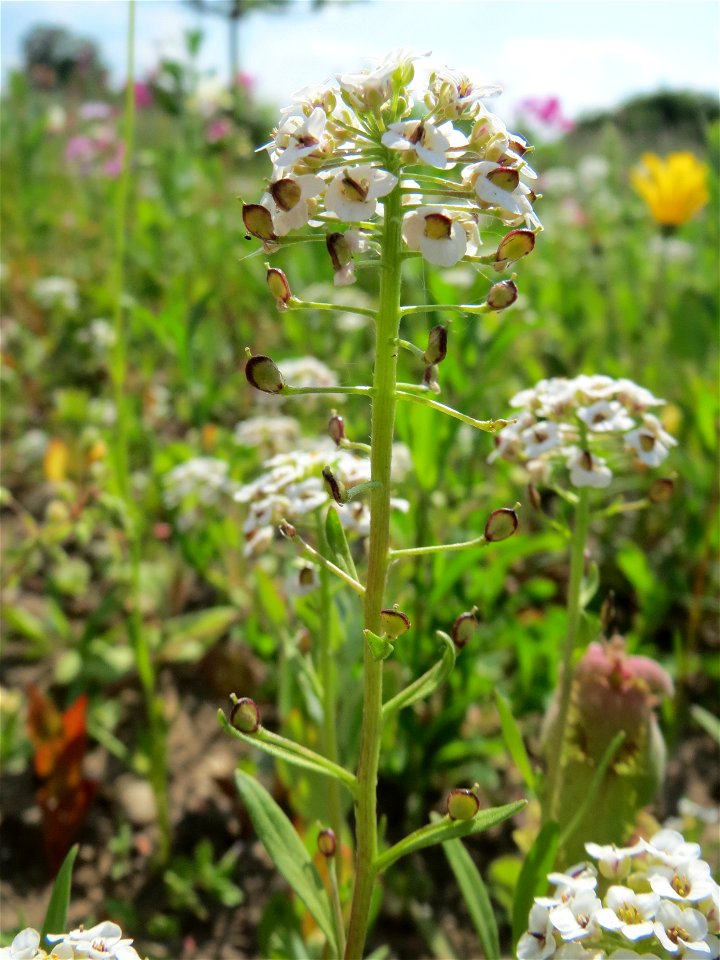 Strand-Silberkraut (Lobularia maritima) bei Reilingen
