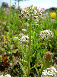 Strand-Silberkraut (Lobularia maritima) bei Reilingen