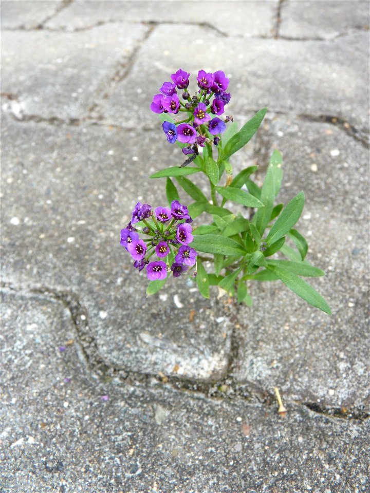 Strand-Silberkraut (Lobularia maritima), auch Strandkresse, Steinkraut oder Duftsteinrich