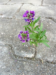 Strand-Silberkraut (Lobularia maritima), auch Strandkresse, Steinkraut oder Duftsteinrich