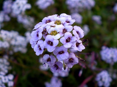 Lobularia maritima