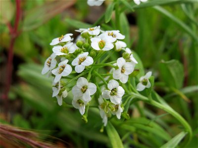 Strand-Silberkraut (Lobularia maritima) am Osthafen Saarbrücken