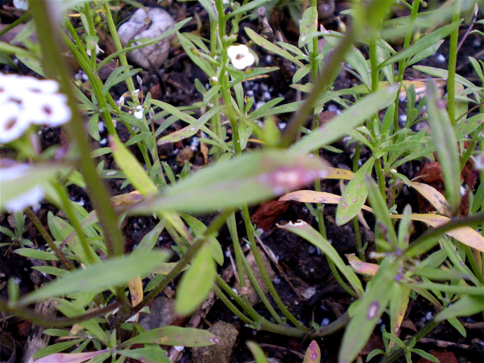 Lobularia maritimasneeuwkleed