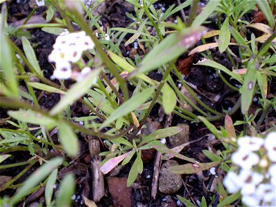 Lobularia maritimasneeuwkleed