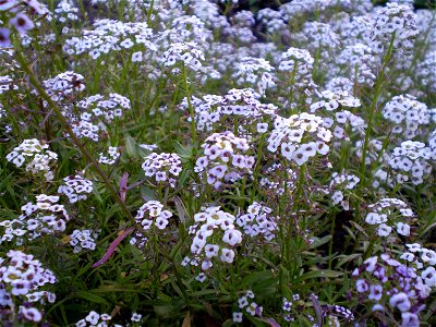 Lobularia maritimasneeuwkleed