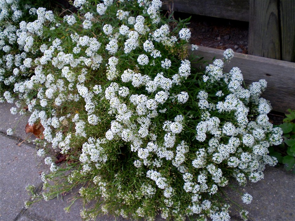 Lobularia maritimasneeuwkleed