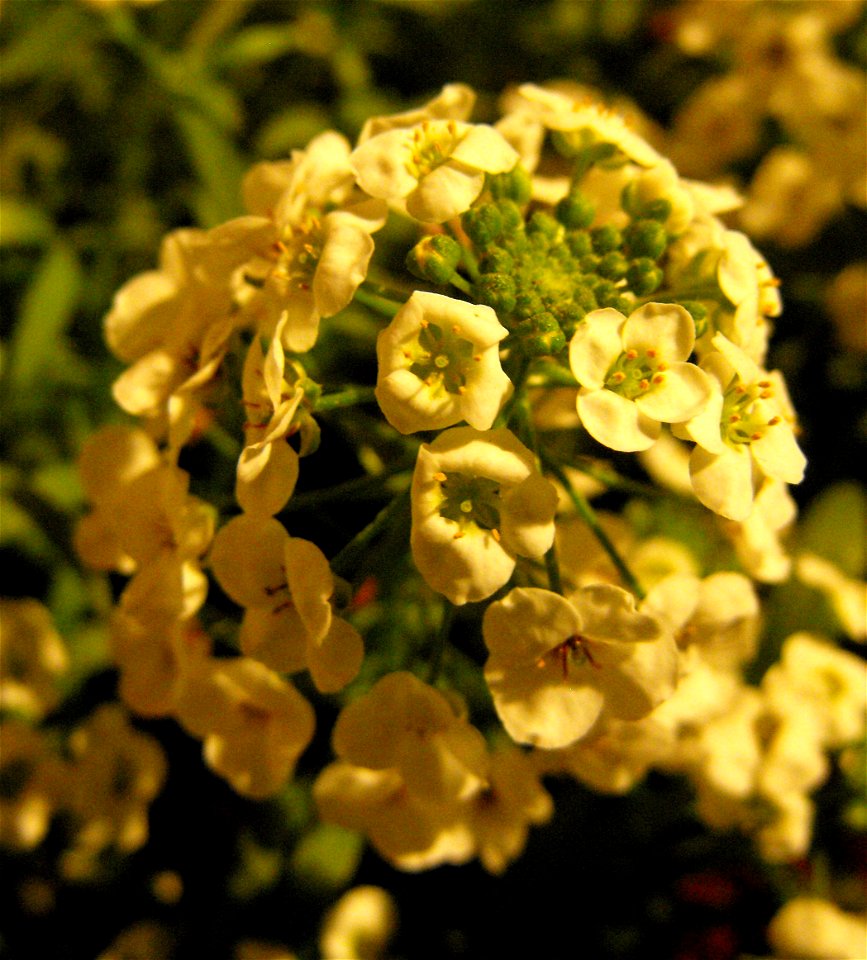 Lobularia 'Snow Princess' at the San Diego Home & Garden Show, California, USA. Identified by exhibitor's sign. Indoors in yellowish lighting.