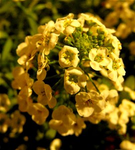 Lobularia 'Snow Princess' at the San Diego Home & Garden Show, California, USA. Identified by exhibitor's sign. Indoors in yellowish lighting.