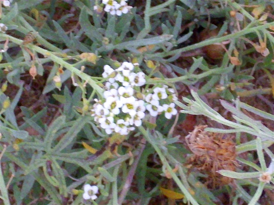 Lobularia maritima close up, La Mata, Torrevieja, Alicante, Spain.