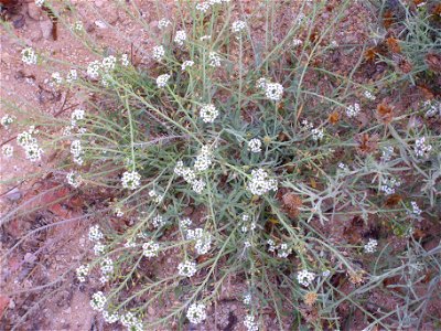 Lobularia maritima habit, La Mata, Torrevieja, Alicante, Spain.