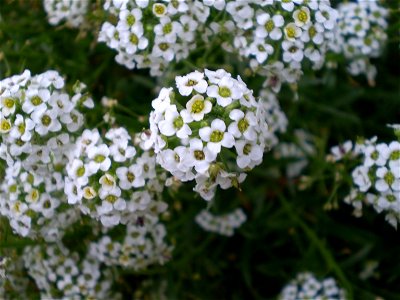 Lobularia maritimasneeuwkleed