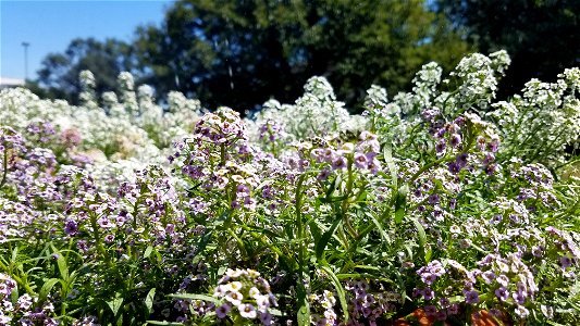 Chadwick Arboretum and Learning Gardens
The Ohio State University

Columbus, Ohio