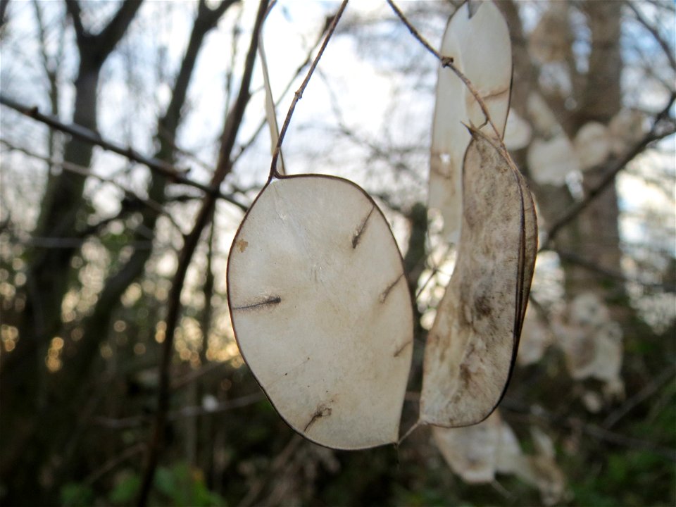 Einjähriges Silberblatt (Lunaria annua) im Hockenheimer Rheinbogen