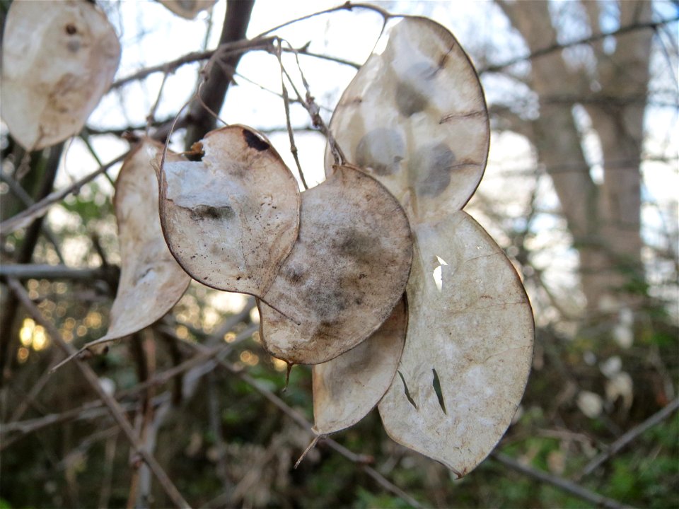Einjähriges Silberblatt (Lunaria annua) im Hockenheimer Rheinbogen