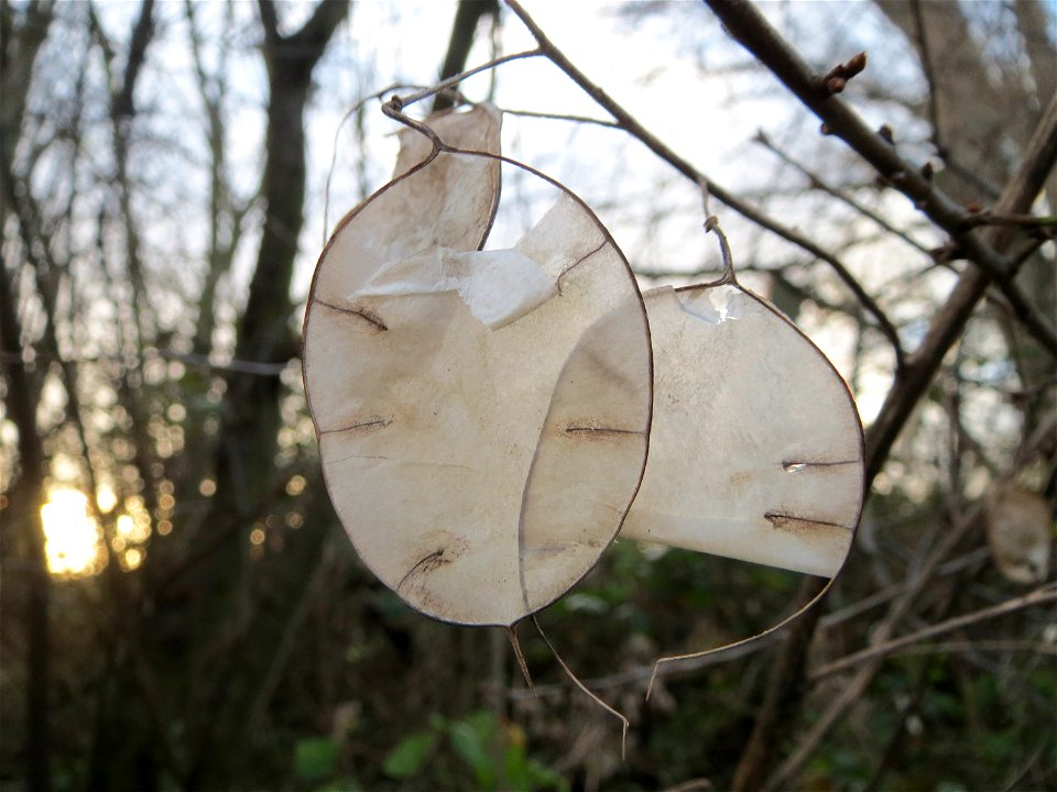 Einjähriges Silberblatt (Lunaria annua) im Hockenheimer Rheinbogen
