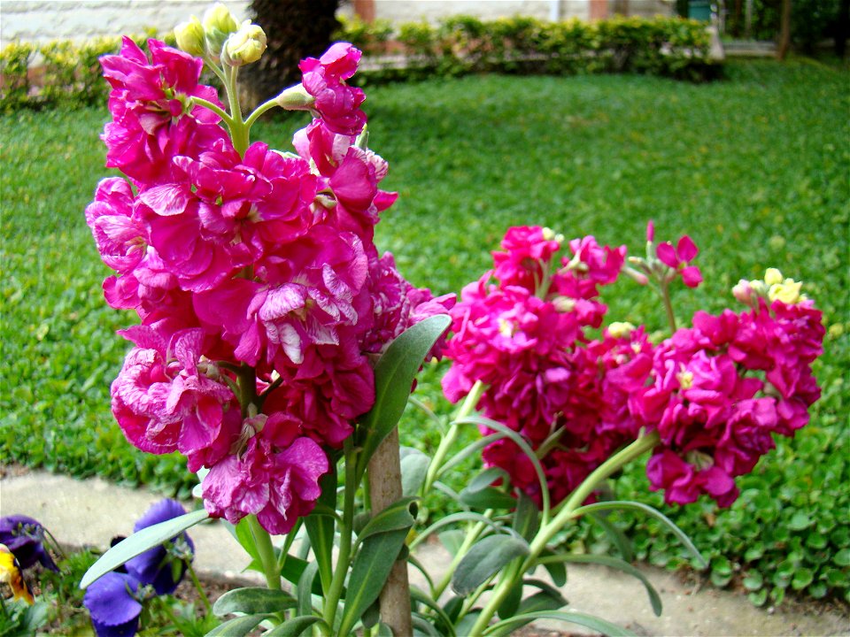 Hyacinth