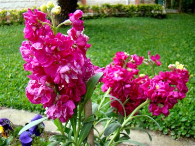 Hyacinth