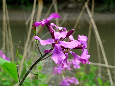 Einjähriges Silberblatt (Lunaria annua) am Kraichbach in Hockenheim
