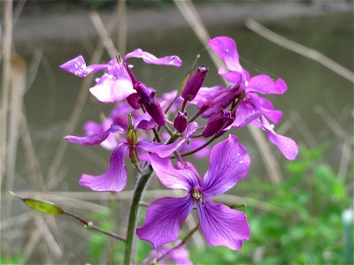 Einjähriges Silberblatt (Lunaria annua) am Kraichbach in Hockenheim