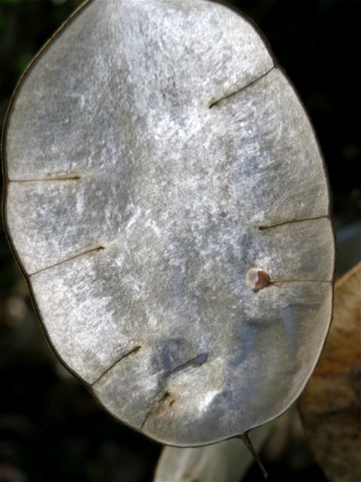 Einjähriges Silberblatt (Lunaria annua) bei Klingenmünster