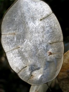 Einjähriges Silberblatt (Lunaria annua) bei Klingenmünster