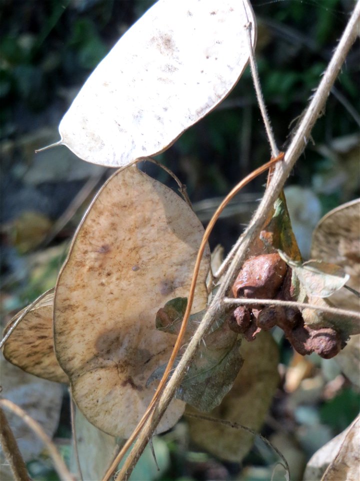 Einjähriges Silberblatt (Lunaria annua) bei Klingenmünster