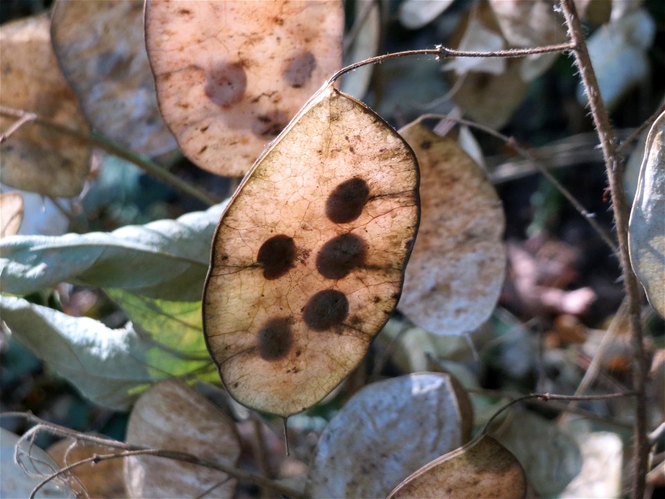 Einjähriges Silberblatt (Lunaria annua) bei Klingenmünster