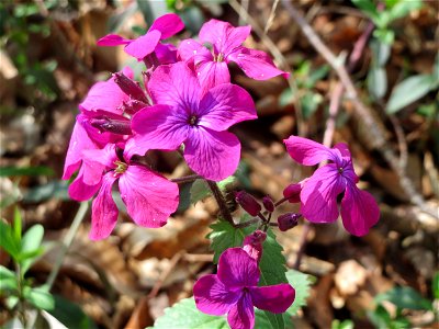 Einjähriges Silberblatt (Lunaria annua) - invasiv in der Schwetzinger Hardt