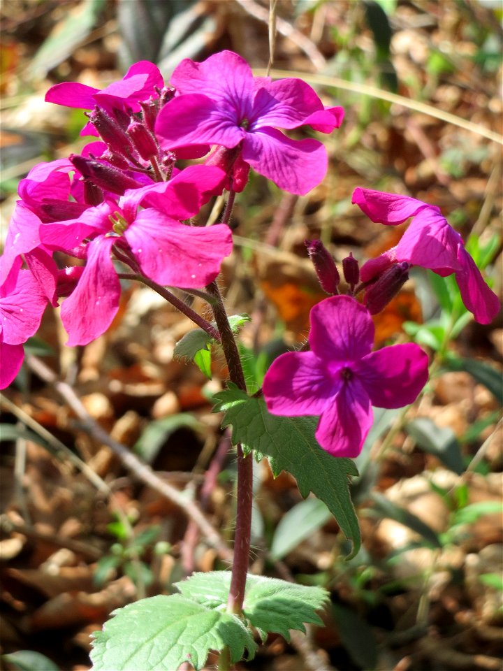 Einjähriges Silberblatt (Lunaria annua) - invasiv in der Schwetzinger Hardt