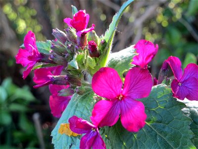 Einjähriges Silberblatt (Lunaria annua) im Landschaftsschutzgebiet „Tabakmühlental - Oberster Weiher“ im Almet in Sankt Arnual